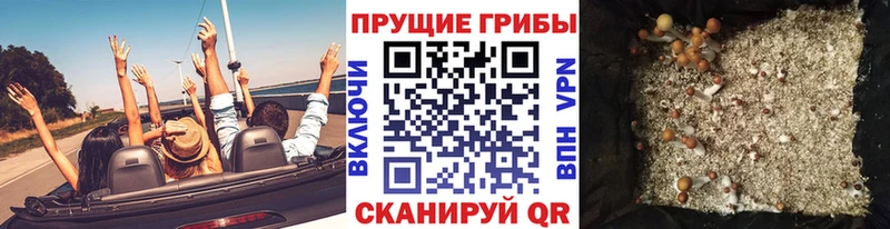 кракен зеркало  Тара  Галлюциногенные грибы GOLDEN TEACHER 