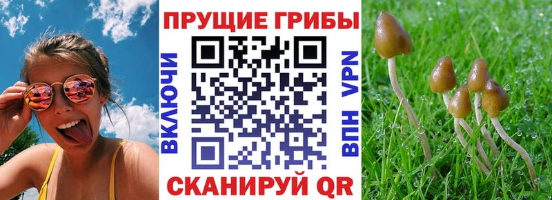 Псилоцибиновые грибы GOLDEN TEACHER Тара
